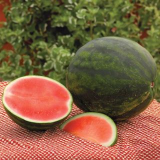 Ruby Watermelon Thumbnail